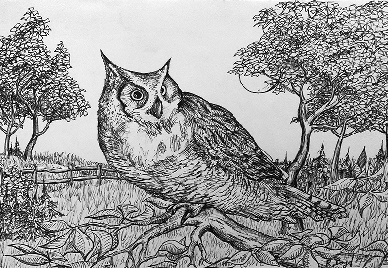 Owl